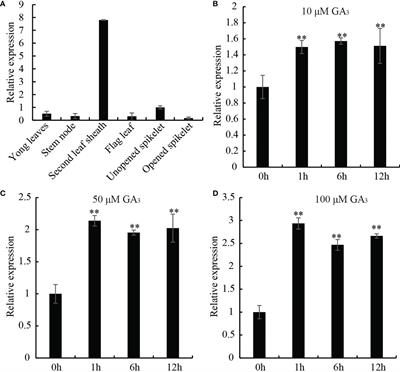 OsDREB2B, an AP2/ERF transcription factor, negatively regulates plant height by conferring GA metabolism in rice